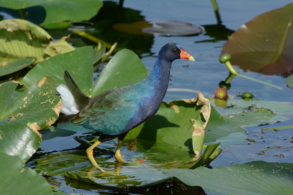 Gallinule, Purple, 2015-01109510 Loxahatchee NWR, FL.JPG - Purple Gallinule. Loxahatchee National Wildlife Refuge, FL, 1-10-2015